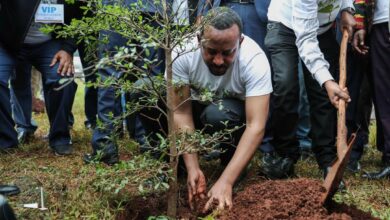 Ethiopia Sets New Record Of Planting More Than 350 Million Trees In A Day