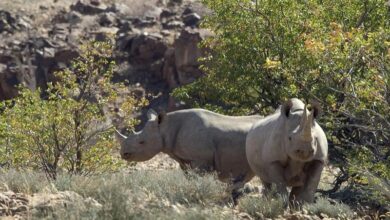 Namibia: Rhino poaching Cases Falls By Over 60 Percent On Tougher Policing, Penalties