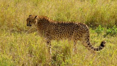 South African Government Inks Pact With India To Relocate Dozens Of Cheetahs In Next 10 Years