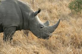 Botswana: Rhino Poaching Rises At An Alarming Rate In Despite Government Efforts
