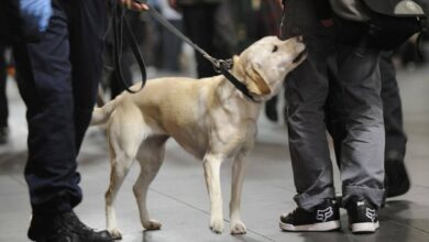 U.S. To No Longer Send Bomb-Sniffing Dogs To Jordan, Egypt After Multiple Deaths