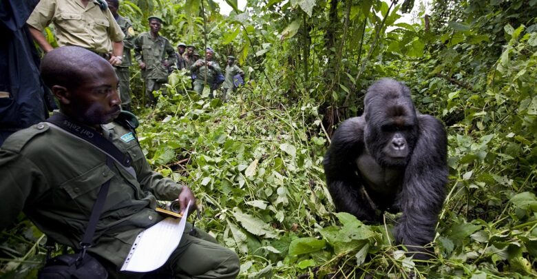 DRC: At Least 16 Rangers, Civilians Killed In Armed Attack On Virunga National Park