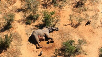 Botswana: Government Launches Probe Into Mysterious Deaths Of Elephants