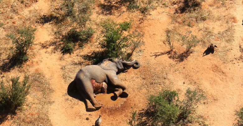 Botswana: Government Launches Probe Into Mysterious Deaths Of Elephants