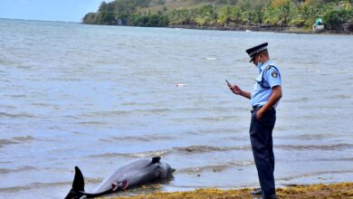 Mauritius: At Least 40 Dolphins Found Dead In Area Affected By Oil Spill