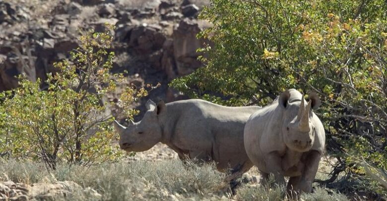 Namibia: Rhino poaching Cases Falls By Over 60 Percent On Tougher Policing, Penalties