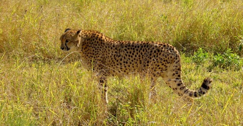 South African Government Inks Pact With India To Relocate Dozens Of Cheetahs In Next 10 Years