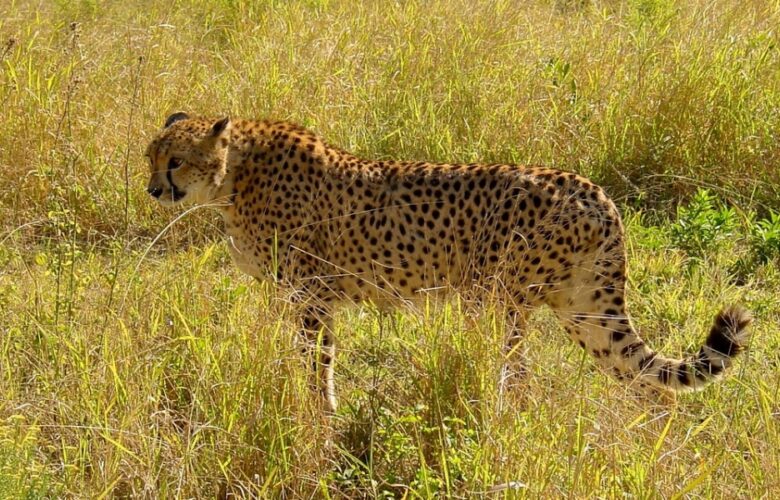 South African Government Inks Pact With India To Relocate Dozens Of Cheetahs In Next 10 Years